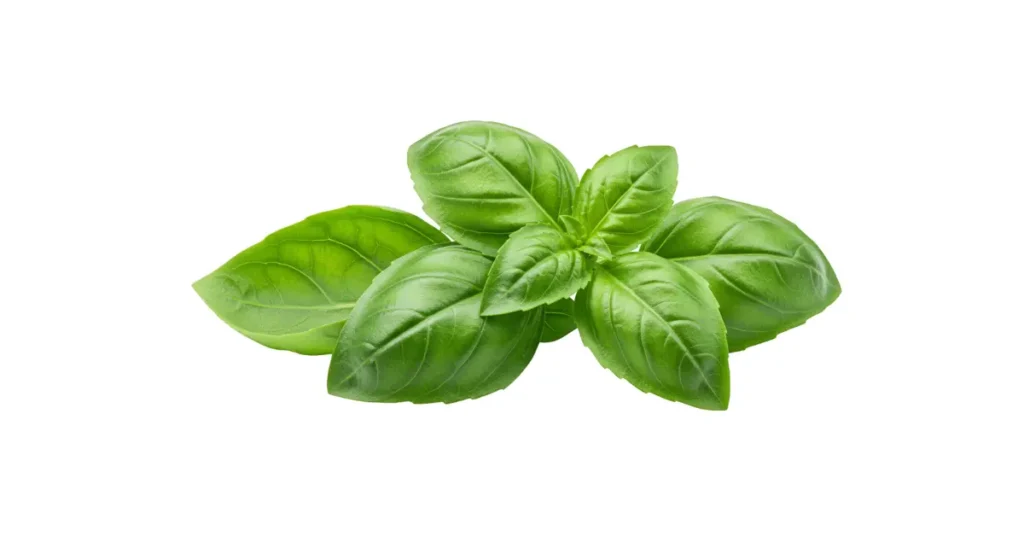 Supreme Resources Albahaca