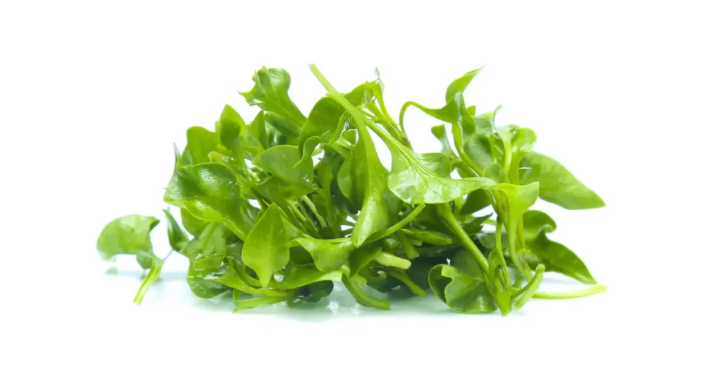 Supreme Resources Berro