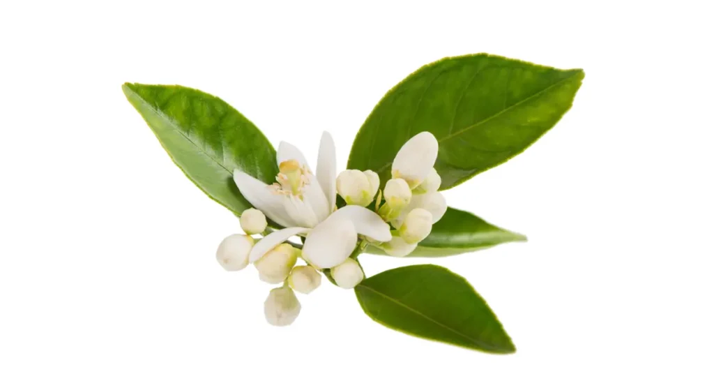 Supreme Resources Flor de Azahar