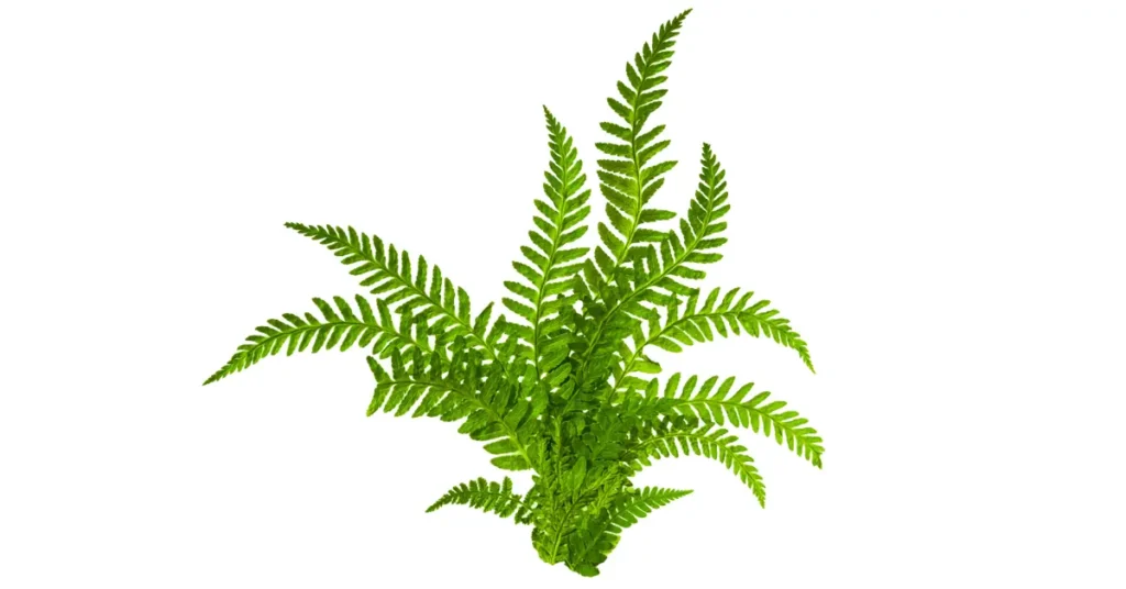 Supreme Resources Helechos Verdes