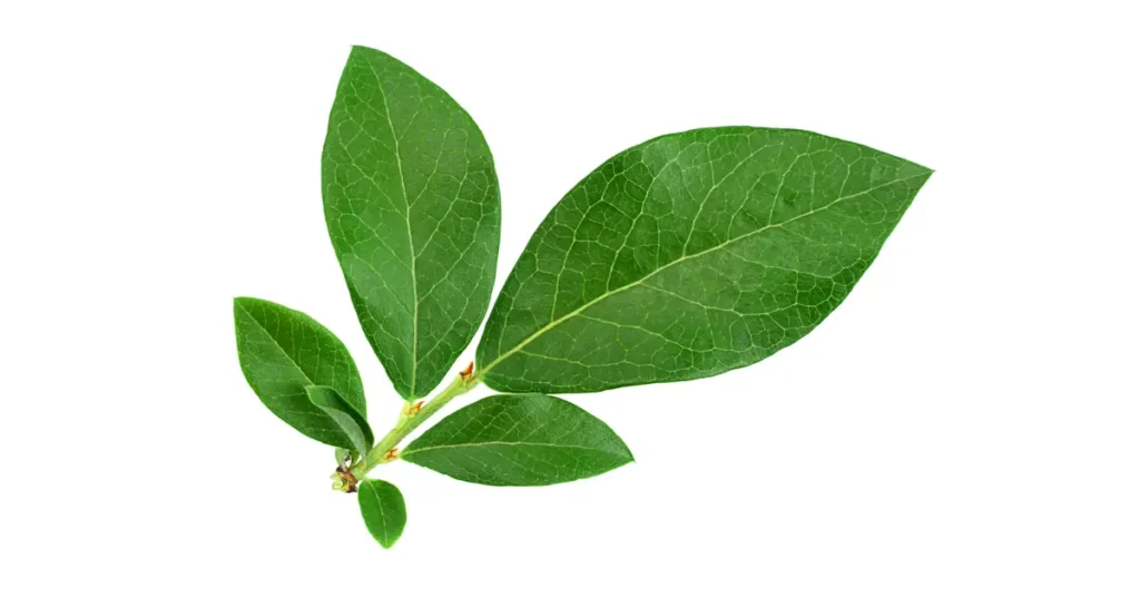 Supreme Resources Hojas Verdes