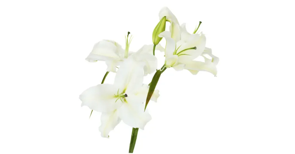 Supreme Resources Lirio Blanco