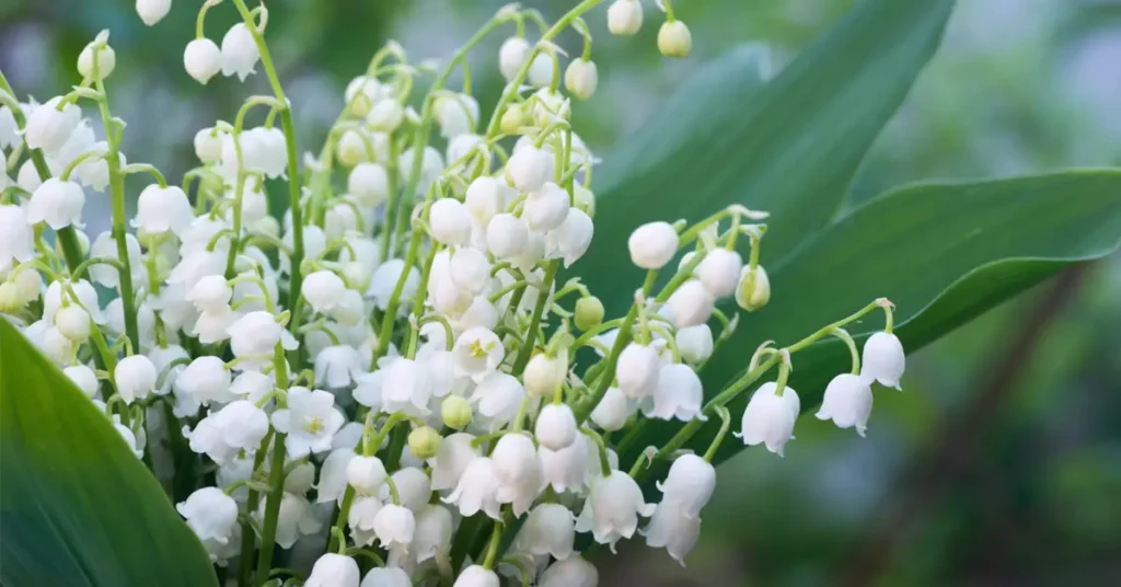 Supreme Resources Nympheal TM , una molécula de alta cremosidad y desempeño