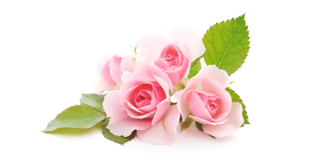 Supreme Resources Rosas Rosadas