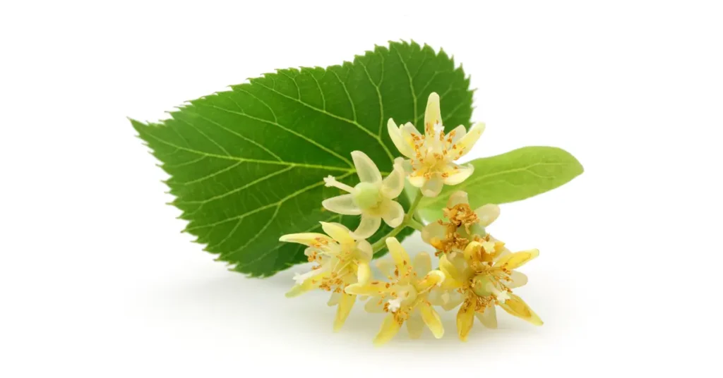 Supreme Resources Tilo