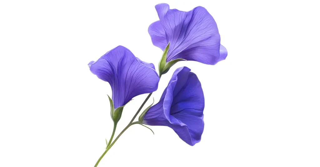 Supreme Resources Violeta