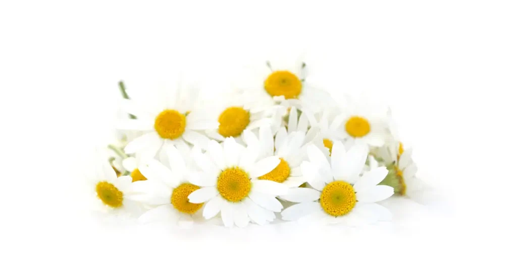 Supreme Resources Manzanilla