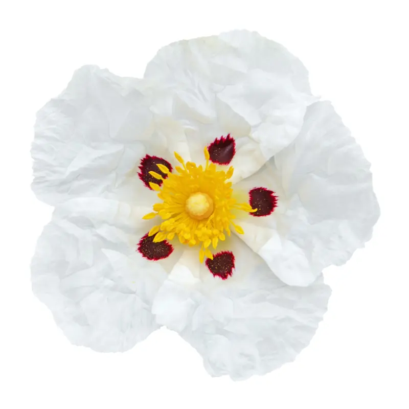 Supreme Resources Fragancia Cistus