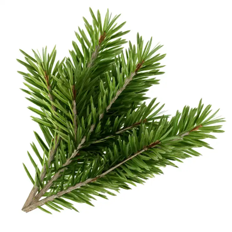 Supreme Resources Fragancia Pino