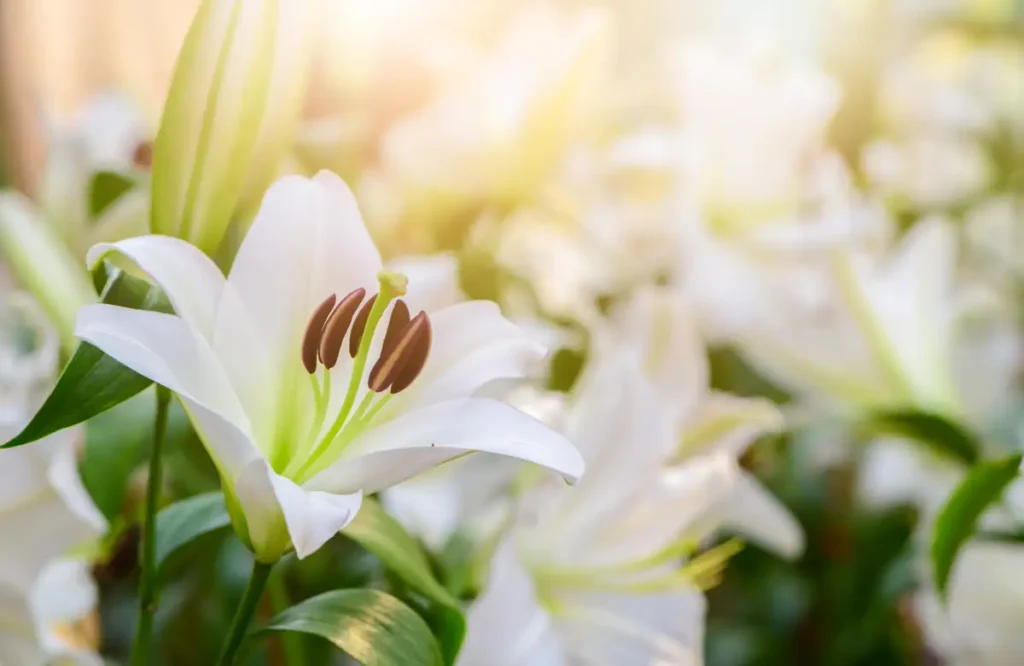 Supreme Resources Nympheal Flores Blancas
