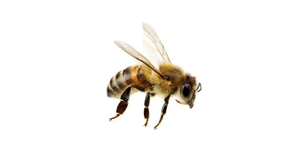 Supreme Resources Abejas